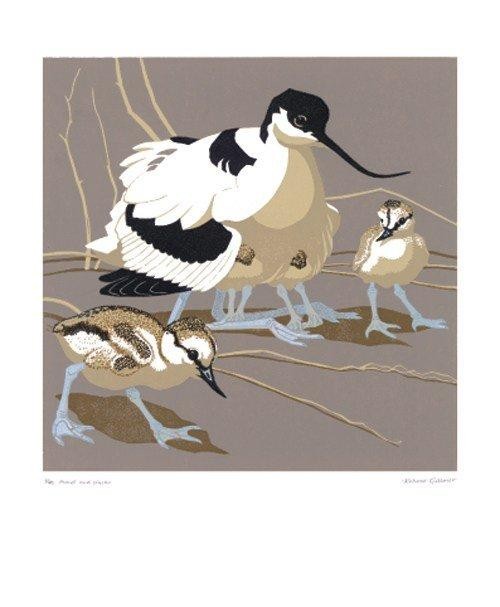 'Avocet and Chicks' by Robert Gillmor (A435) d