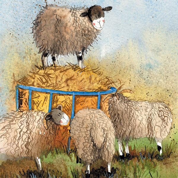 'Sheep & Hay' by Alex Clark (E168) d Was 2.40, now 1.40