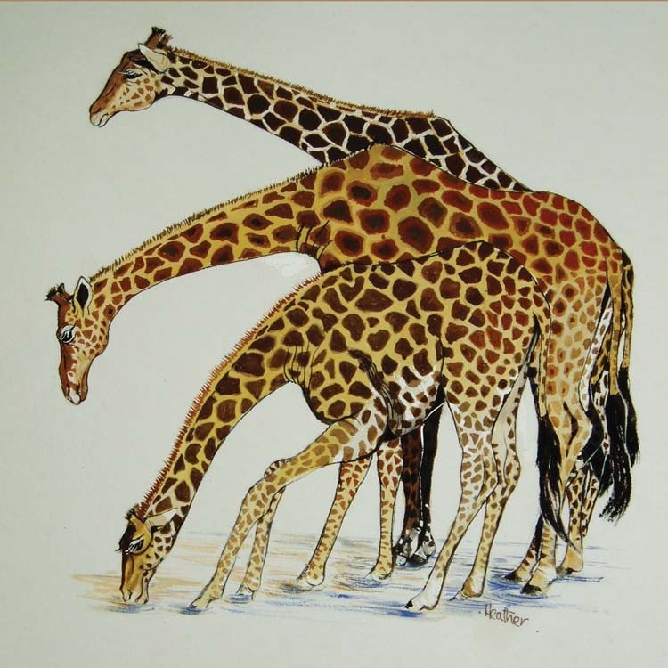 'Three Giraffes' by Heather Pretorius (Q096) d Was 2.85, now 1.75