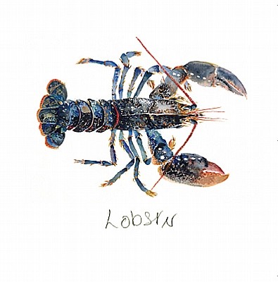 'Blue Lobster' by Angie Horder (L027) d Was 2.95, now 1.75