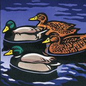 Birds - Swans, Geese & Ducks