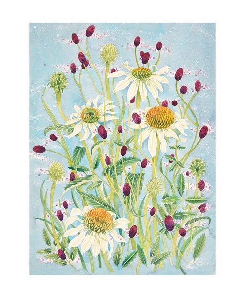 'Echinacea and Sanguisorba' by Angie Lewin (A008) NEW