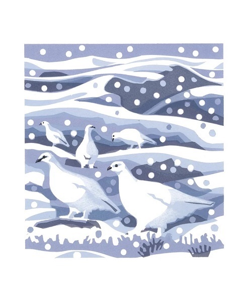 Ptarmigan by Carry Akroyd (A277w) NEW 