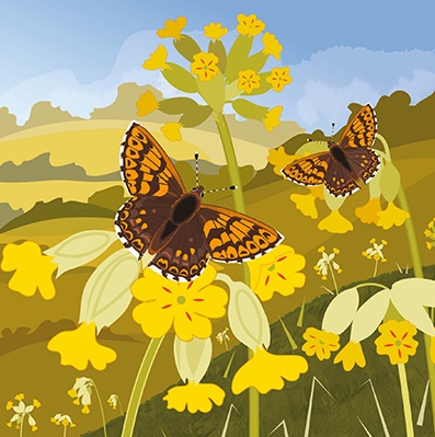 'Cowslips and Duke of Burgundy Butterflies' by Rachel Hudson (T103) NEW