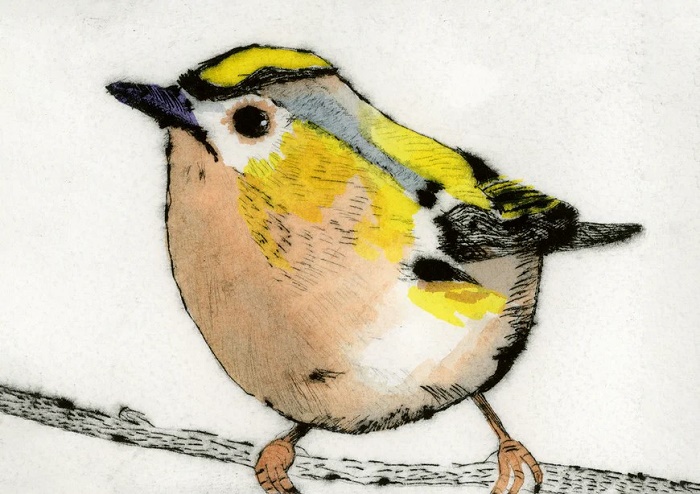 'Regal Goldcrest' by Richard Spare (C074) NEW