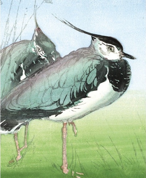 Lapwings by Allen William Seaby (V209) NEW 