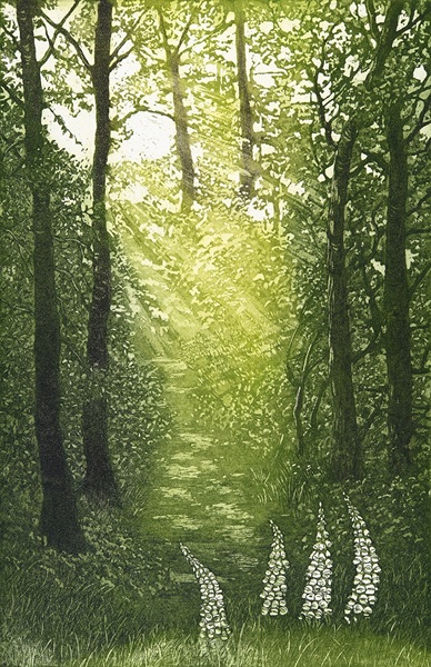 'Woodland Glade' by Jane Peart (B630) NEW